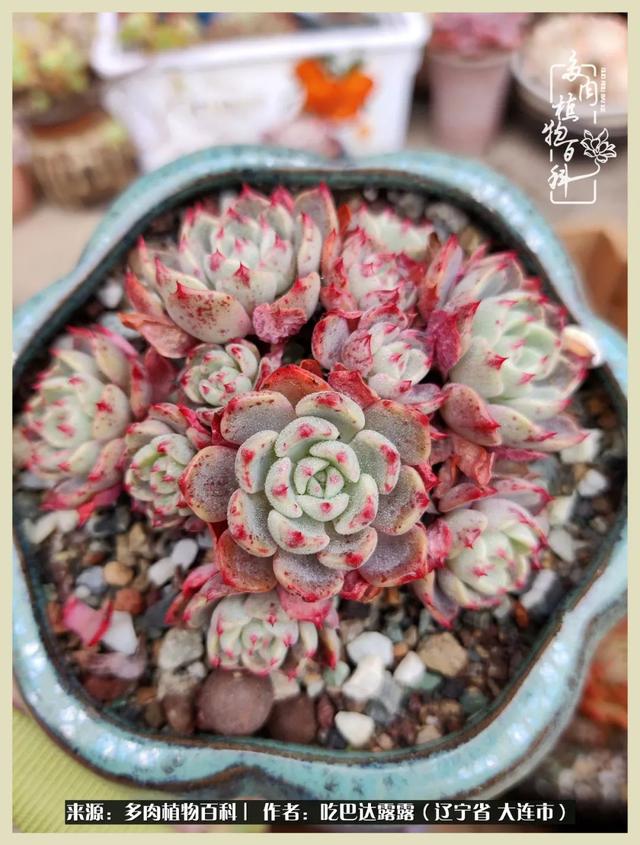 翡翠木那原石枯癣翡翠枯绝价格表-第51张图片-翡翠网 翡翠木那原石枯癣翡翠枯绝价格表-第51张图片-翡翠网