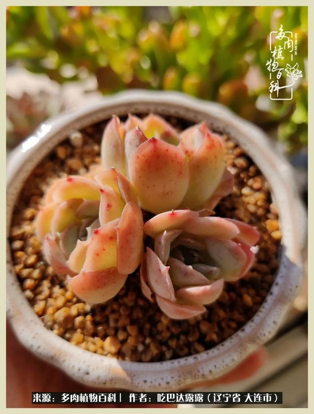 翡翠木那原石枯癣翡翠枯绝价格表-第52张图片-翡翠网 翡翠木那原石枯癣翡翠枯绝价格表-第52张图片-翡翠网