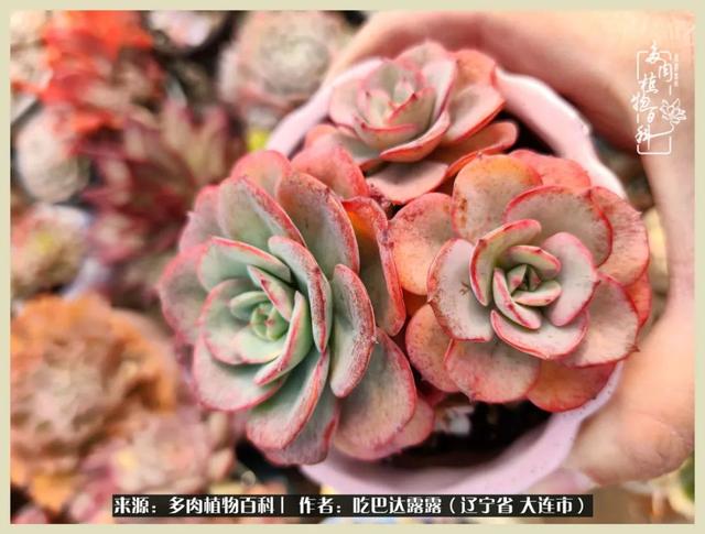 翡翠木那原石枯癣翡翠枯绝价格表-第53张图片-翡翠网 翡翠木那原石枯癣翡翠枯绝价格表-第53张图片-翡翠网