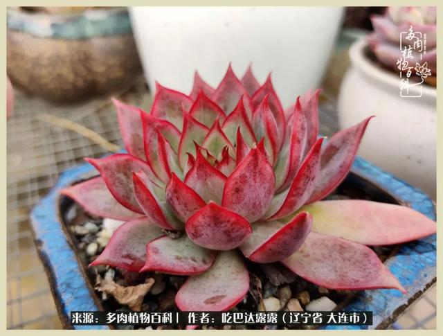 翡翠木那原石枯癣翡翠枯绝价格表-第54张图片-翡翠网 翡翠木那原石枯癣翡翠枯绝价格表-第54张图片-翡翠网