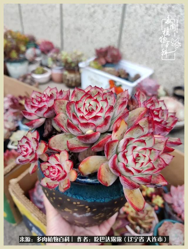 翡翠木那原石枯癣翡翠枯绝价格表-第55张图片-翡翠网 翡翠木那原石枯癣翡翠枯绝价格表-第55张图片-翡翠网