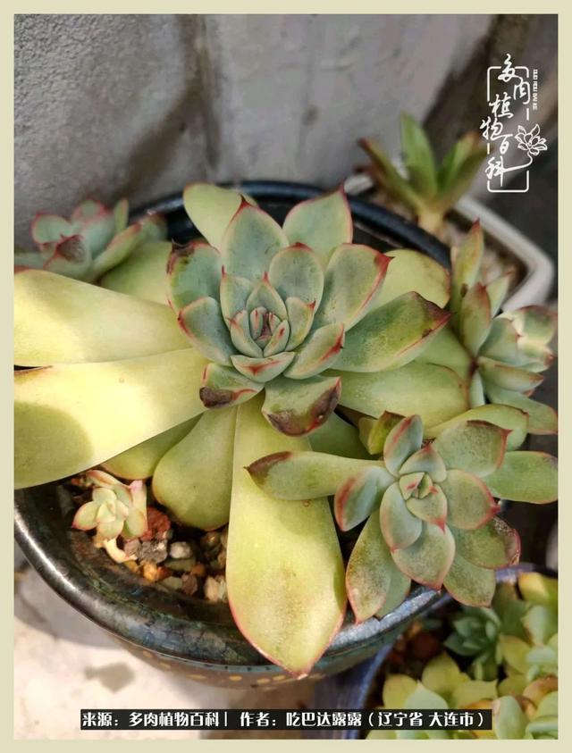 翡翠木那原石枯癣翡翠枯绝价格表-第56张图片-翡翠网 翡翠木那原石枯癣翡翠枯绝价格表-第56张图片-翡翠网