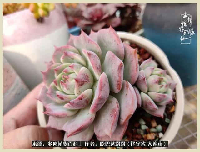 翡翠木那原石枯癣翡翠枯绝价格表-第57张图片-翡翠网 翡翠木那原石枯癣翡翠枯绝价格表-第57张图片-翡翠网