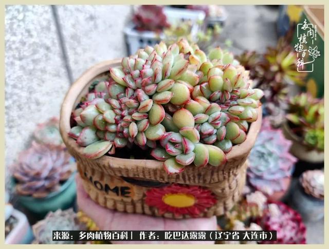 翡翠木那原石枯癣翡翠枯绝价格表-第58张图片-翡翠网 翡翠木那原石枯癣翡翠枯绝价格表-第58张图片-翡翠网