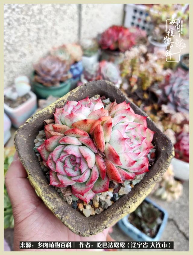 翡翠木那原石枯癣翡翠枯绝价格表-第59张图片-翡翠网 翡翠木那原石枯癣翡翠枯绝价格表-第59张图片-翡翠网