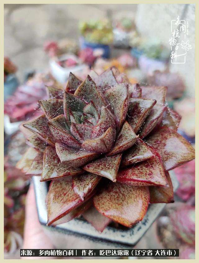 翡翠木那原石枯癣翡翠枯绝价格表-第60张图片-翡翠网 翡翠木那原石枯癣翡翠枯绝价格表-第60张图片-翡翠网