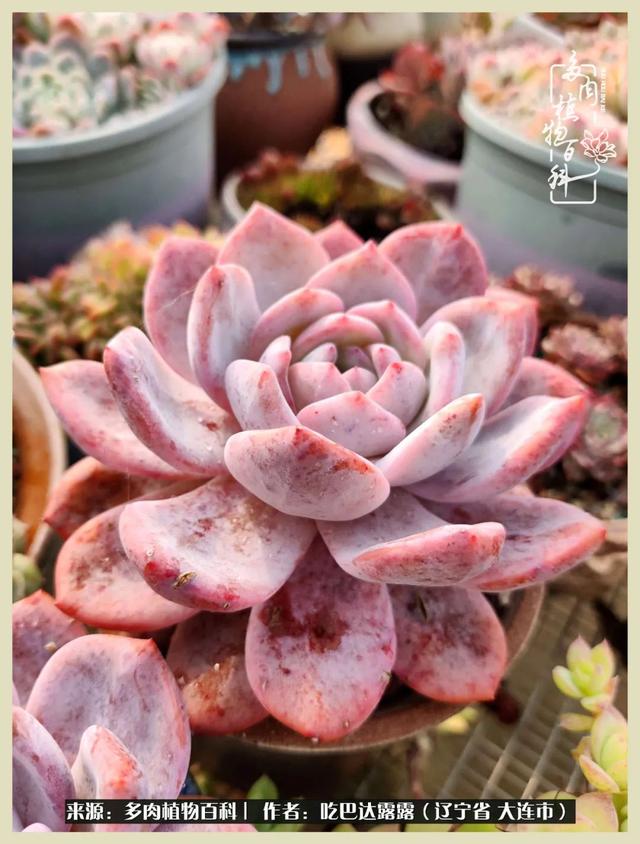 翡翠木那原石枯癣翡翠枯绝价格表-第61张图片-翡翠网 翡翠木那原石枯癣翡翠枯绝价格表-第61张图片-翡翠网