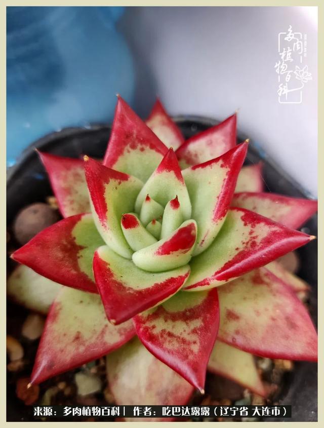 翡翠木那原石枯癣翡翠枯绝价格表-第62张图片-翡翠网 翡翠木那原石枯癣翡翠枯绝价格表-第62张图片-翡翠网