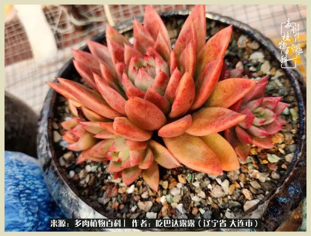 翡翠木那原石枯癣翡翠枯绝价格表-第63张图片-翡翠网 翡翠木那原石枯癣翡翠枯绝价格表-第63张图片-翡翠网