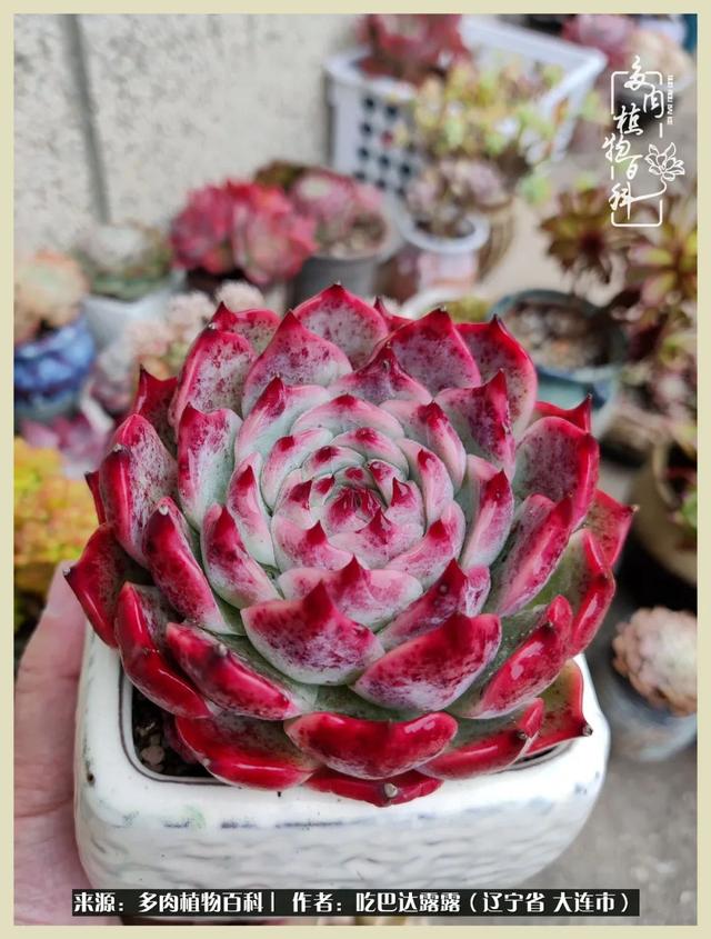 翡翠木那原石枯癣翡翠枯绝价格表-第64张图片-翡翠网 翡翠木那原石枯癣翡翠枯绝价格表-第64张图片-翡翠网