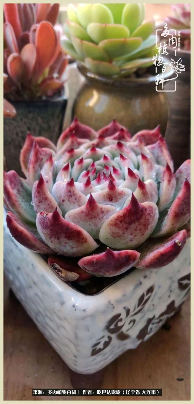 翡翠木那原石枯癣翡翠枯绝价格表-第65张图片-翡翠网 翡翠木那原石枯癣翡翠枯绝价格表-第65张图片-翡翠网