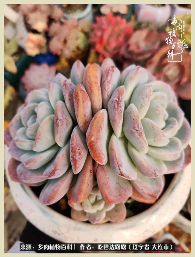 翡翠木那原石枯癣翡翠枯绝价格表-第66张图片-翡翠网 翡翠木那原石枯癣翡翠枯绝价格表-第66张图片-翡翠网