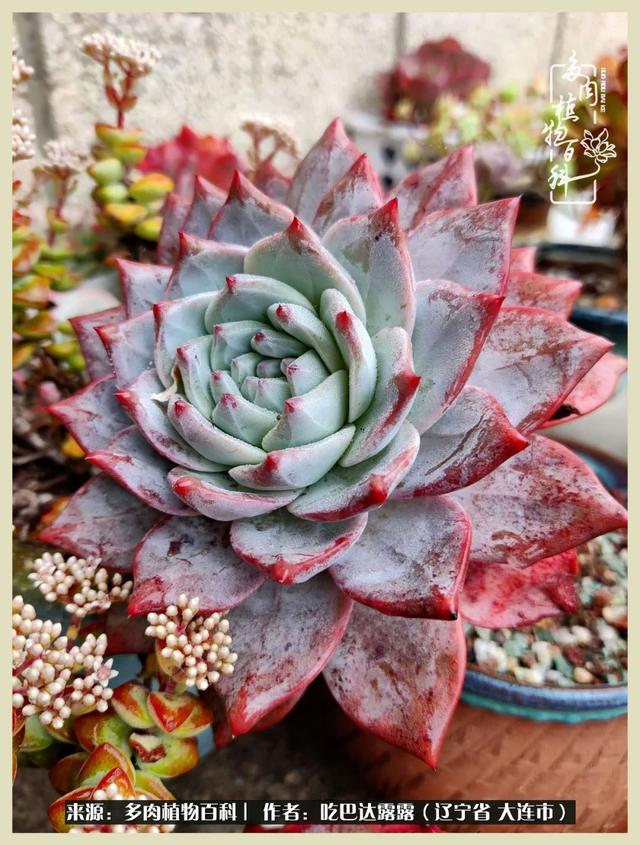 翡翠木那原石枯癣翡翠枯绝价格表-第67张图片-翡翠网 翡翠木那原石枯癣翡翠枯绝价格表-第67张图片-翡翠网