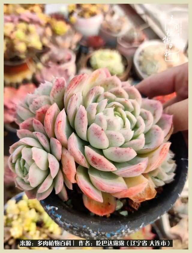 翡翠木那原石枯癣翡翠枯绝价格表-第68张图片-翡翠网 翡翠木那原石枯癣翡翠枯绝价格表-第68张图片-翡翠网