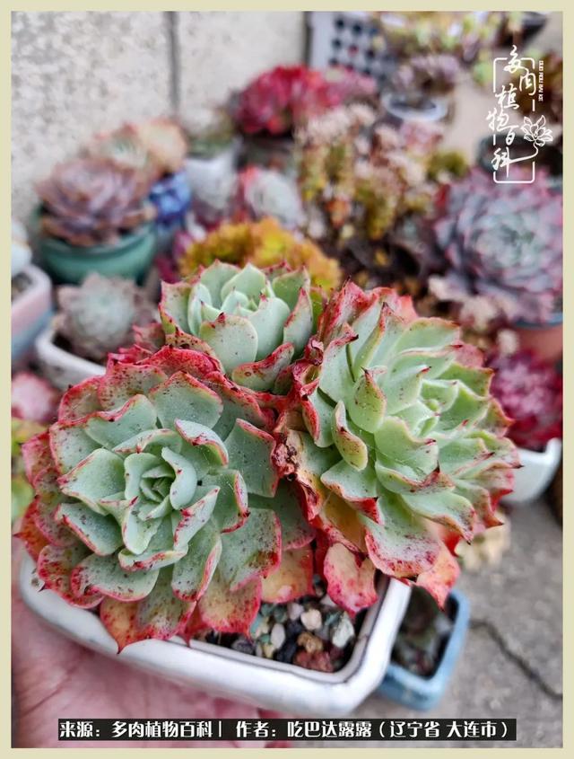 翡翠木那原石枯癣翡翠枯绝价格表-第69张图片-翡翠网 翡翠木那原石枯癣翡翠枯绝价格表-第69张图片-翡翠网