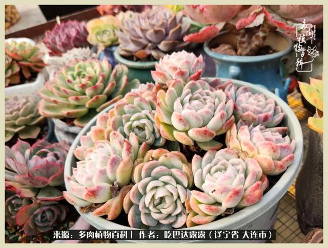 翡翠木那原石枯癣翡翠枯绝价格表-第70张图片-翡翠网 翡翠木那原石枯癣翡翠枯绝价格表-第70张图片-翡翠网