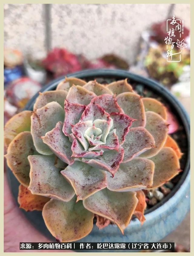 翡翠木那原石枯癣翡翠枯绝价格表-第71张图片-翡翠网 翡翠木那原石枯癣翡翠枯绝价格表-第71张图片-翡翠网