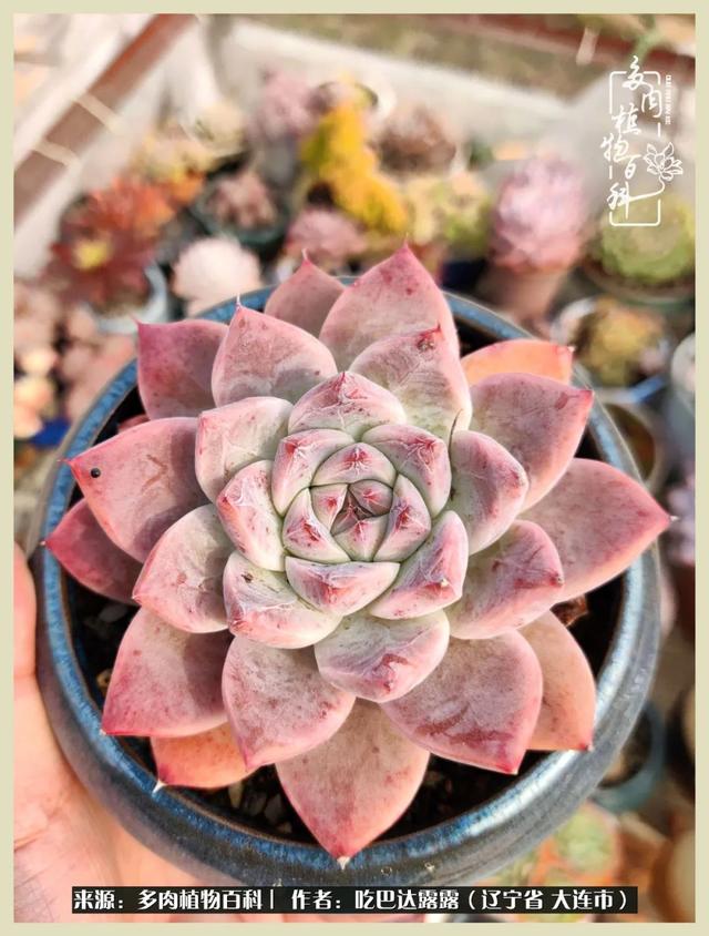 翡翠木那原石枯癣翡翠枯绝价格表-第72张图片-翡翠网 翡翠木那原石枯癣翡翠枯绝价格表-第72张图片-翡翠网