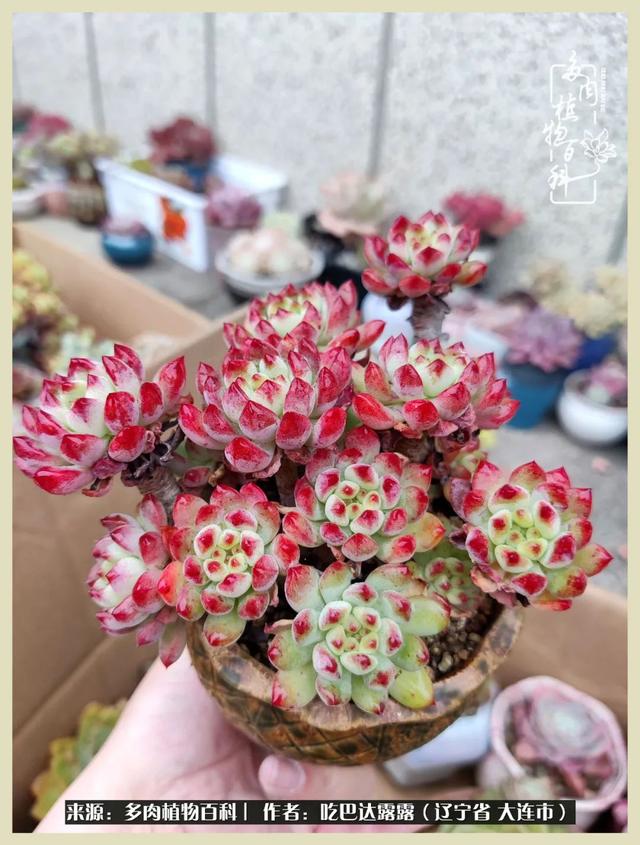 翡翠木那原石枯癣翡翠枯绝价格表-第73张图片-翡翠网 翡翠木那原石枯癣翡翠枯绝价格表-第73张图片-翡翠网