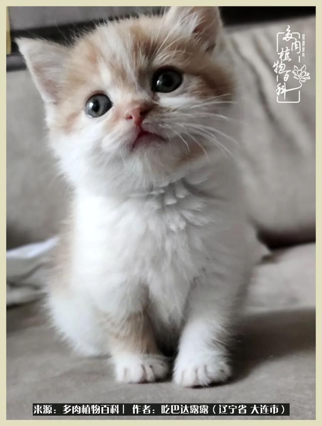 翡翠木那原石枯癣翡翠枯绝价格表-第74张图片-翡翠网 翡翠木那原石枯癣翡翠枯绝价格表-第74张图片-翡翠网