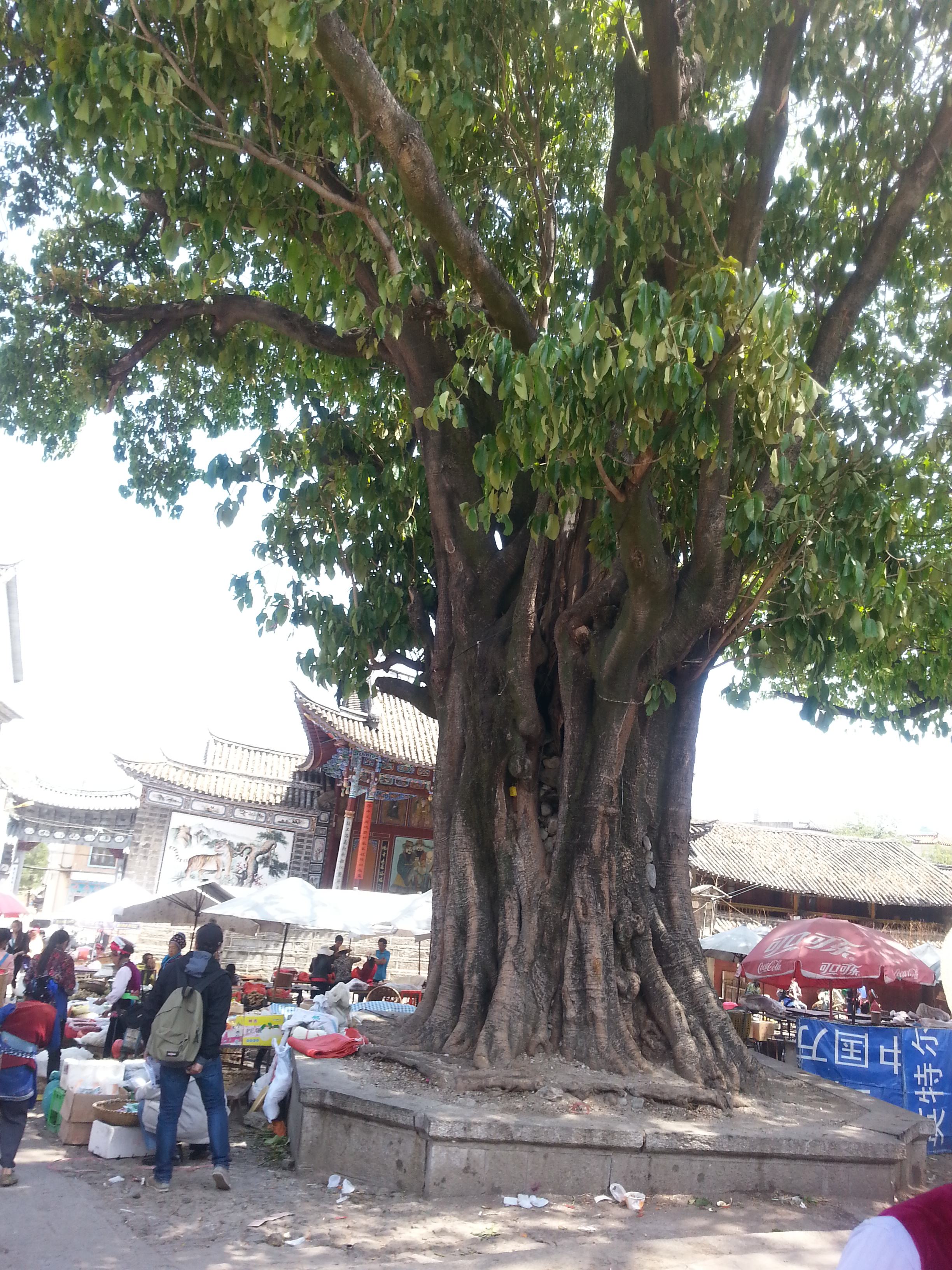 云南200元的玉镯,云南周城翡翠手镯价格-第2张图片-翡翠网 云南200元的玉镯,云南周城翡翠手镯价格-第2张图片-翡翠网