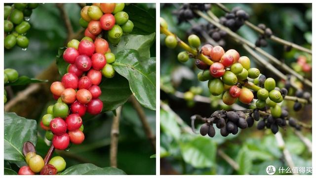 红龙鱼苗价格,翡翠红龙鱼价格-第4张图片-翡翠网 红龙鱼苗价格,翡翠红龙鱼价格-第4张图片-翡翠网