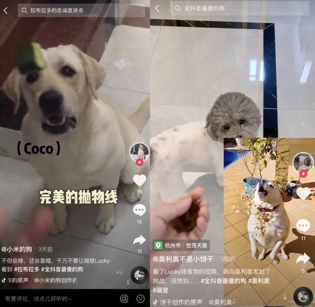 狗子与我是真的吗,狗子与我抖音6分钟视频-第13张图片-翡翠网 狗子与我是真的吗,狗子与我抖音6分钟视频-第13张图片-翡翠网