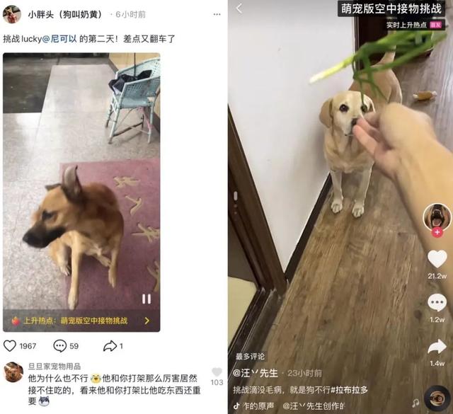 狗子与我是真的吗,狗子与我抖音6分钟视频-第15张图片-翡翠网 狗子与我是真的吗,狗子与我抖音6分钟视频-第15张图片-翡翠网