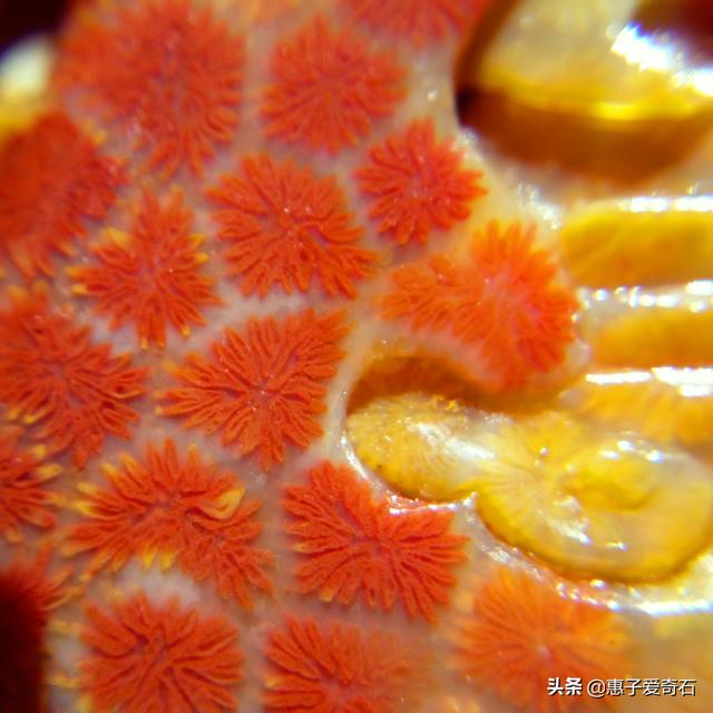 玉海生辉翡翠原石图片的简单介绍-第16张图片-翡翠网 玉海生辉翡翠原石图片的简单介绍-第16张图片-翡翠网