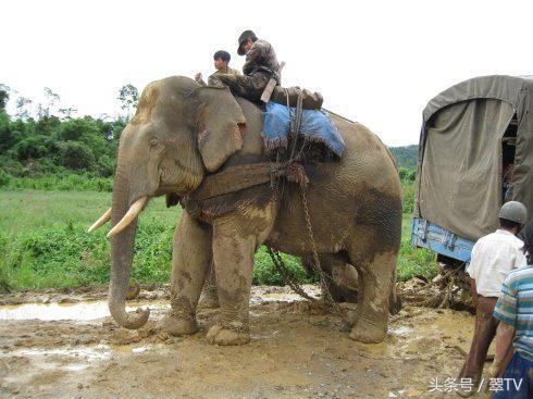 红牛真假翡翠知识,2019红牛真假官方鉴别-第13张图片-翡翠网 红牛真假翡翠知识,2019红牛真假官方鉴别-第13张图片-翡翠网