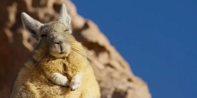 华玉天下珠宝小强翡翠知识竞赛-第9张图片-翡翠网 华玉天下珠宝小强翡翠知识竞赛-第9张图片-翡翠网