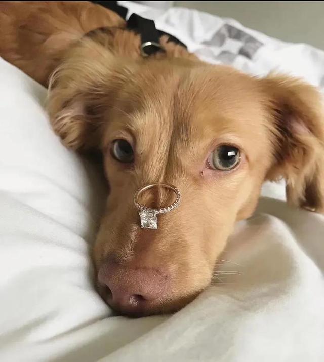 钻戒求婚场景描述描写求婚场景的段落-第4张图片-翡翠网 钻戒求婚场景描述描写求婚场景的段落-第4张图片-翡翠网