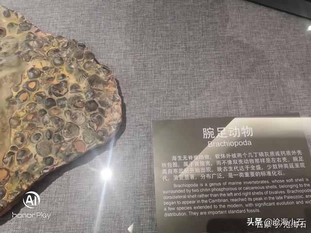 包含蛇皮纹翡翠原石的词条-第10张图片-翡翠网 包含蛇皮纹翡翠原石的词条-第10张图片-翡翠网