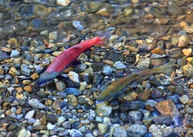 俄罗斯翡翠原石俄罗斯翡翠原料图片-第19张图片-翡翠网 俄罗斯翡翠原石俄罗斯翡翠原料图片-第19张图片-翡翠网