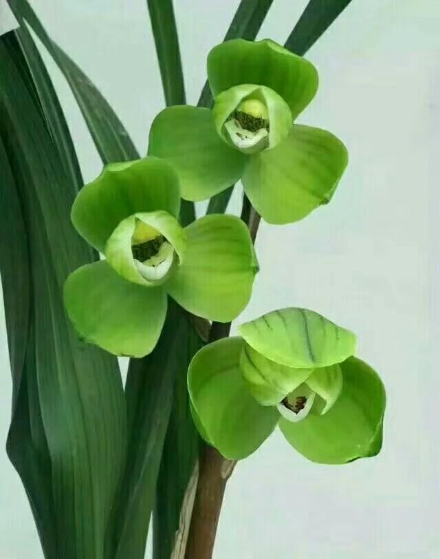 温江翡翠原石吧温江光华瑞廷-第1张图片-翡翠网 温江翡翠原石吧温江光华瑞廷-第1张图片-翡翠网