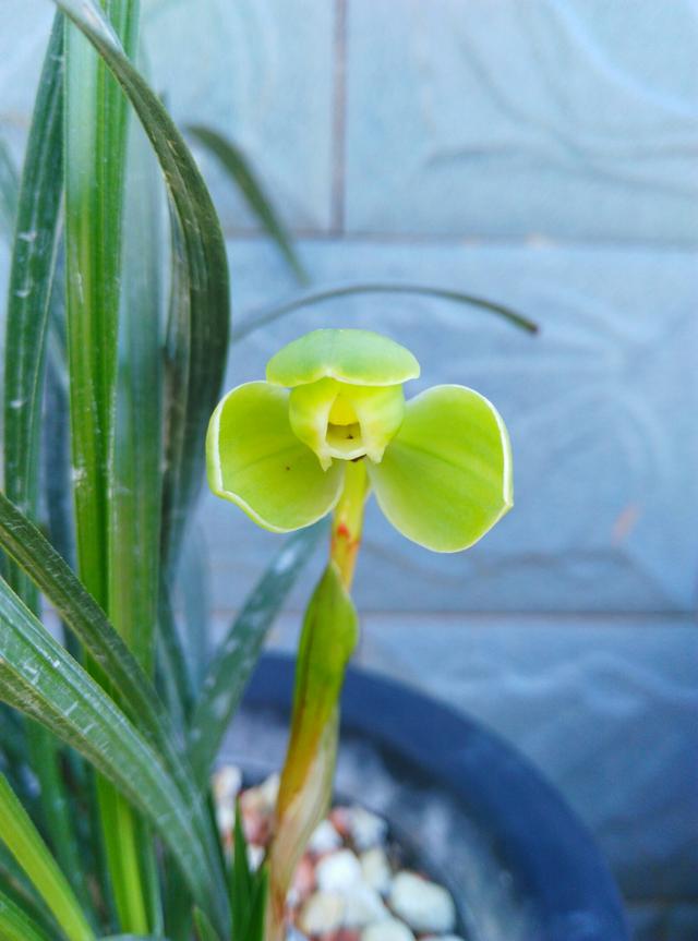 温江翡翠原石吧温江光华瑞廷-第2张图片-翡翠网 温江翡翠原石吧温江光华瑞廷-第2张图片-翡翠网