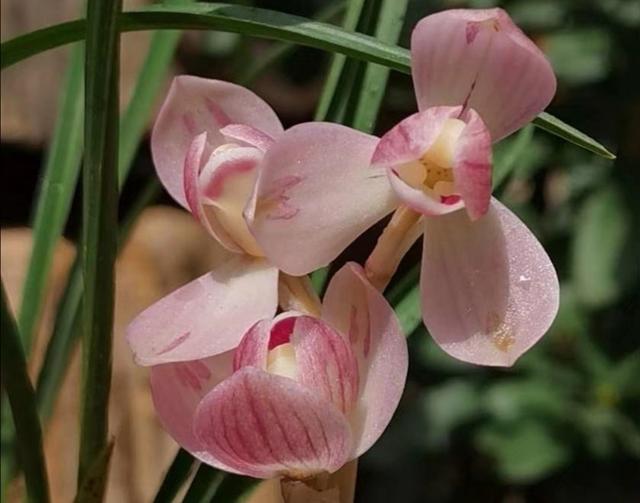 温江翡翠原石吧温江光华瑞廷-第3张图片-翡翠网 温江翡翠原石吧温江光华瑞廷-第3张图片-翡翠网