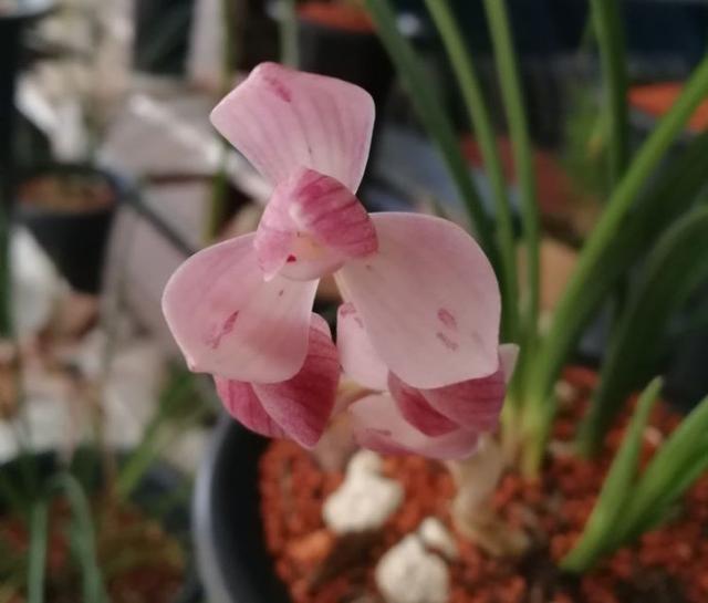 温江翡翠原石吧温江光华瑞廷-第4张图片-翡翠网 温江翡翠原石吧温江光华瑞廷-第4张图片-翡翠网