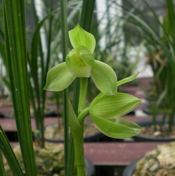 温江翡翠原石吧温江光华瑞廷-第5张图片-翡翠网 温江翡翠原石吧温江光华瑞廷-第5张图片-翡翠网