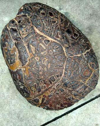 温江翡翠原石吧温江光华瑞廷-第10张图片-翡翠网 温江翡翠原石吧温江光华瑞廷-第10张图片-翡翠网