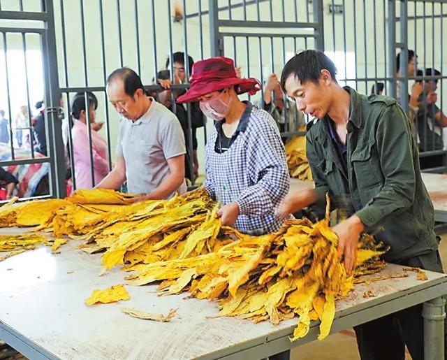 红塔山翡翠烟价格,三千块一包的翡翠烟-第9张图片-翡翠网 红塔山翡翠烟价格,三千块一包的翡翠烟-第9张图片-翡翠网