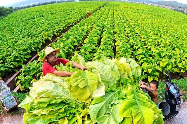 红塔山翡翠烟价格,三千块一包的翡翠烟-第11张图片-翡翠网 红塔山翡翠烟价格,三千块一包的翡翠烟-第11张图片-翡翠网