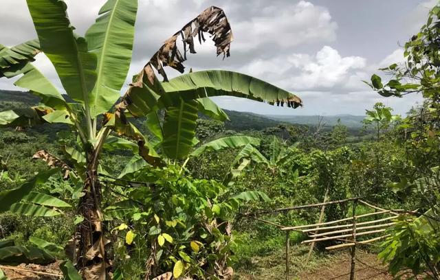 大马坎翡翠原石,翡翠原石莫西-第24张图片-翡翠网 大马坎翡翠原石,翡翠原石莫西-第24张图片-翡翠网