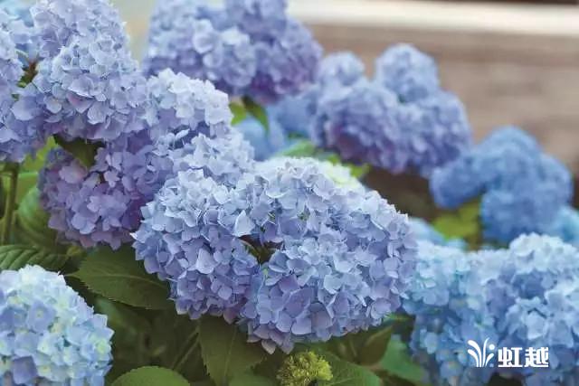 魔幻翡翠知识,哪里的翡翠比较好-第1张图片-翡翠网 魔幻翡翠知识,哪里的翡翠比较好-第1张图片-翡翠网