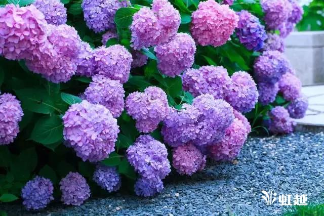 魔幻翡翠知识,哪里的翡翠比较好-第2张图片-翡翠网 魔幻翡翠知识,哪里的翡翠比较好-第2张图片-翡翠网