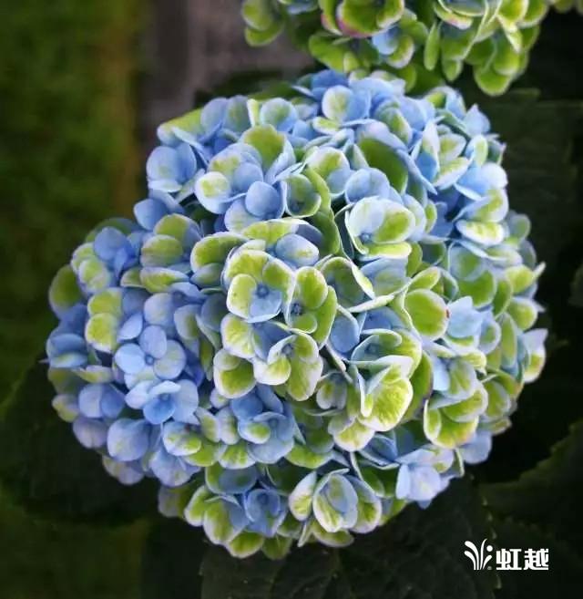 魔幻翡翠知识,哪里的翡翠比较好-第3张图片-翡翠网 魔幻翡翠知识,哪里的翡翠比较好-第3张图片-翡翠网