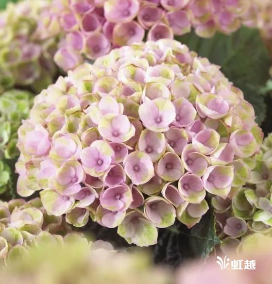 魔幻翡翠知识,哪里的翡翠比较好-第4张图片-翡翠网 魔幻翡翠知识,哪里的翡翠比较好-第4张图片-翡翠网