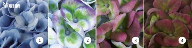 魔幻翡翠知识,哪里的翡翠比较好-第5张图片-翡翠网 魔幻翡翠知识,哪里的翡翠比较好-第5张图片-翡翠网