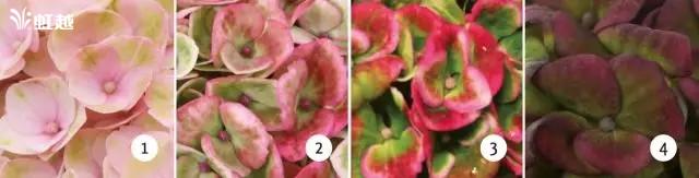 魔幻翡翠知识,哪里的翡翠比较好-第6张图片-翡翠网 魔幻翡翠知识,哪里的翡翠比较好-第6张图片-翡翠网