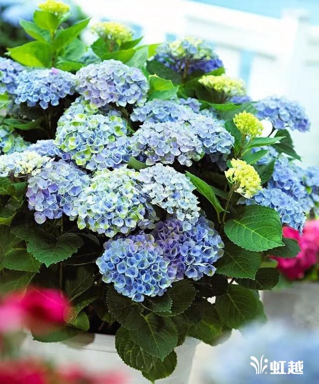 魔幻翡翠知识,哪里的翡翠比较好-第8张图片-翡翠网 魔幻翡翠知识,哪里的翡翠比较好-第8张图片-翡翠网